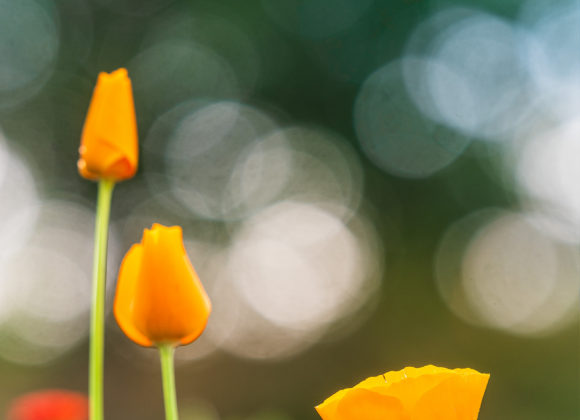 Gunnebo Slott, Mölndal.