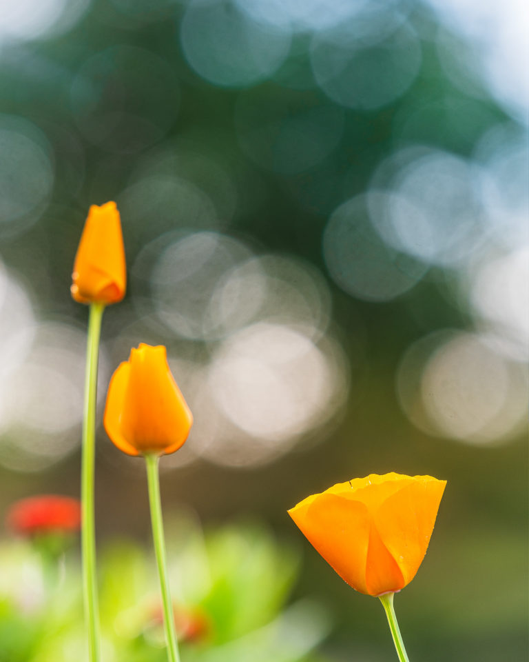 Gunnebo Slott, Mölndal.