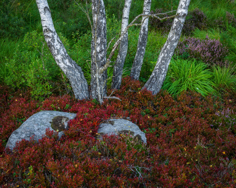 Rambo Mosse, Mölndal.