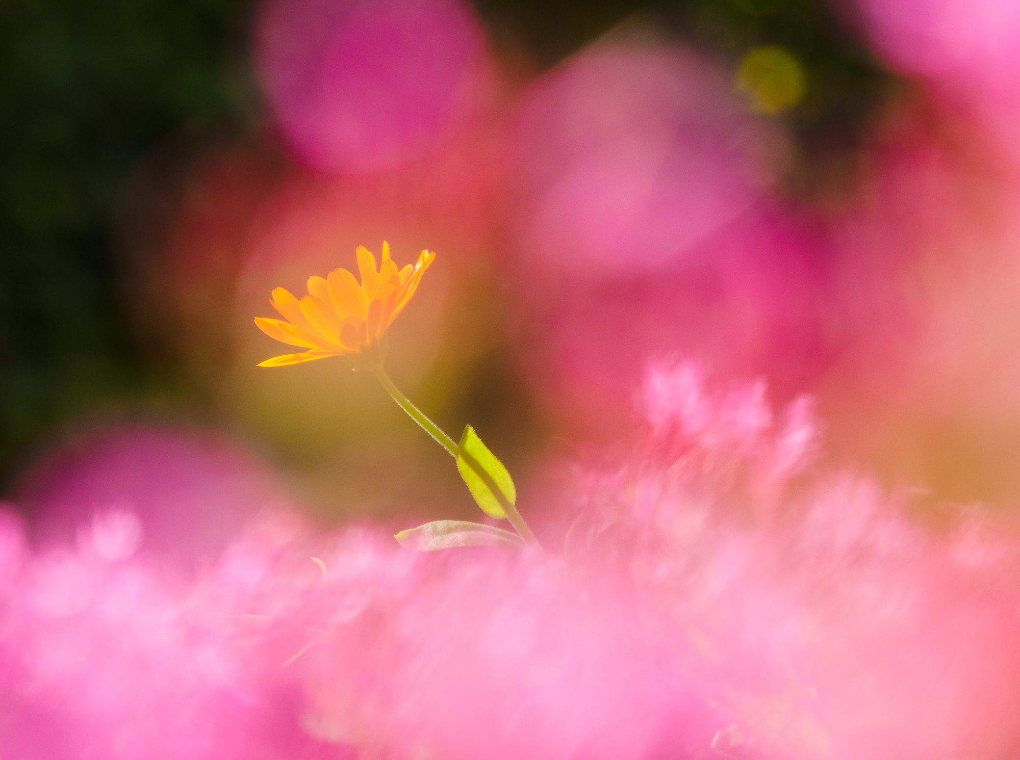 Jonsered Trädgårdar, Partille kommun