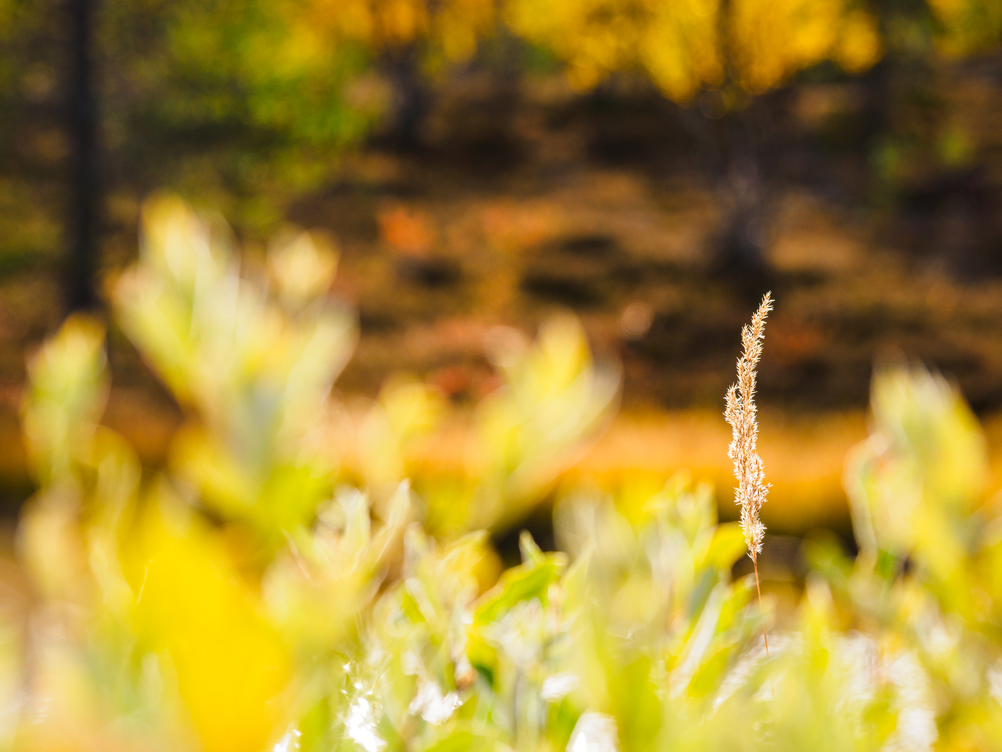 Strå vid Högvålen, Härjedalen.