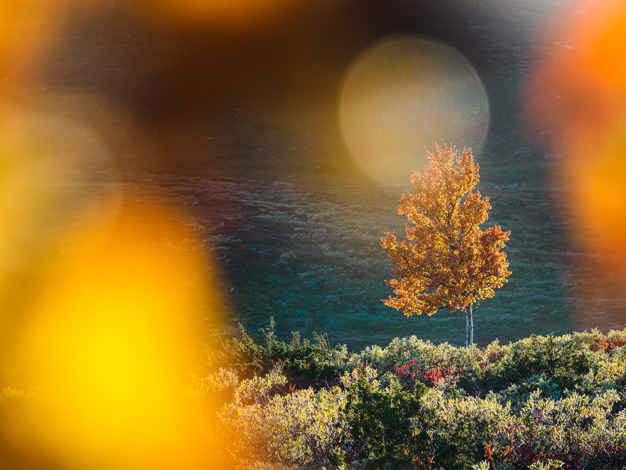 Höstfärger i Bruksvallarna, Härjedalen.