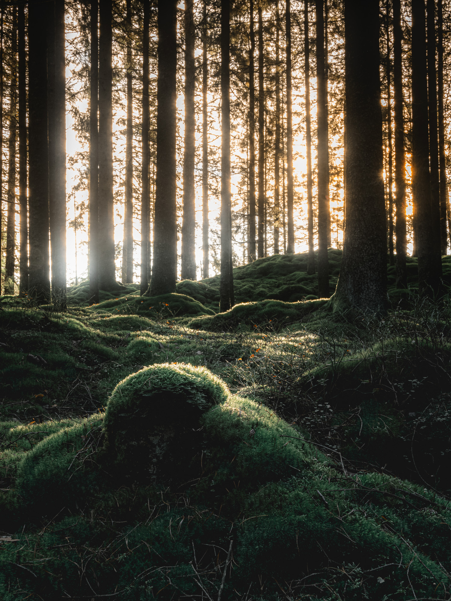 Svartedalen, Lilla Edets kommun