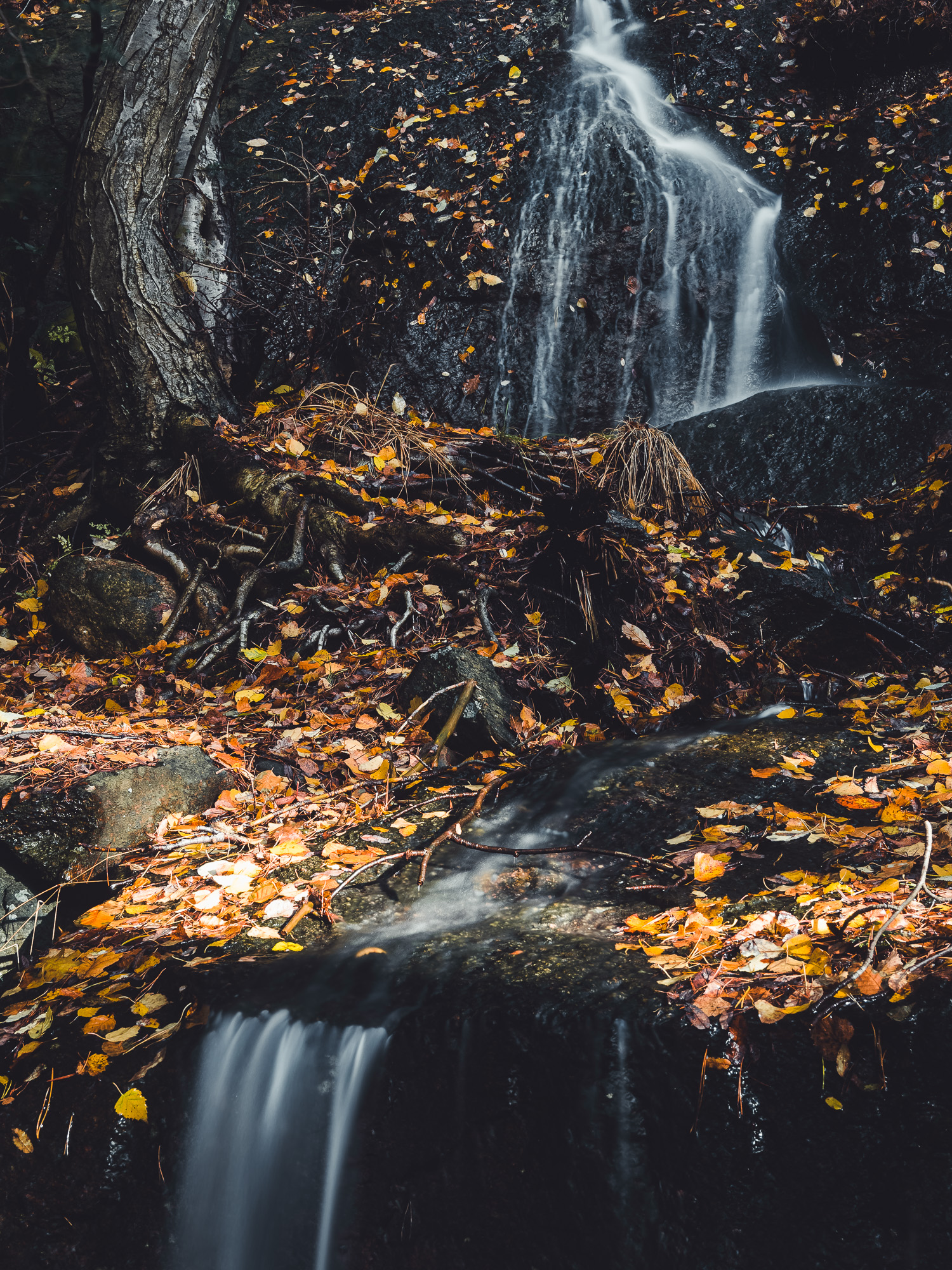 Bäck vid Safjället naturreservat, Mölndal
