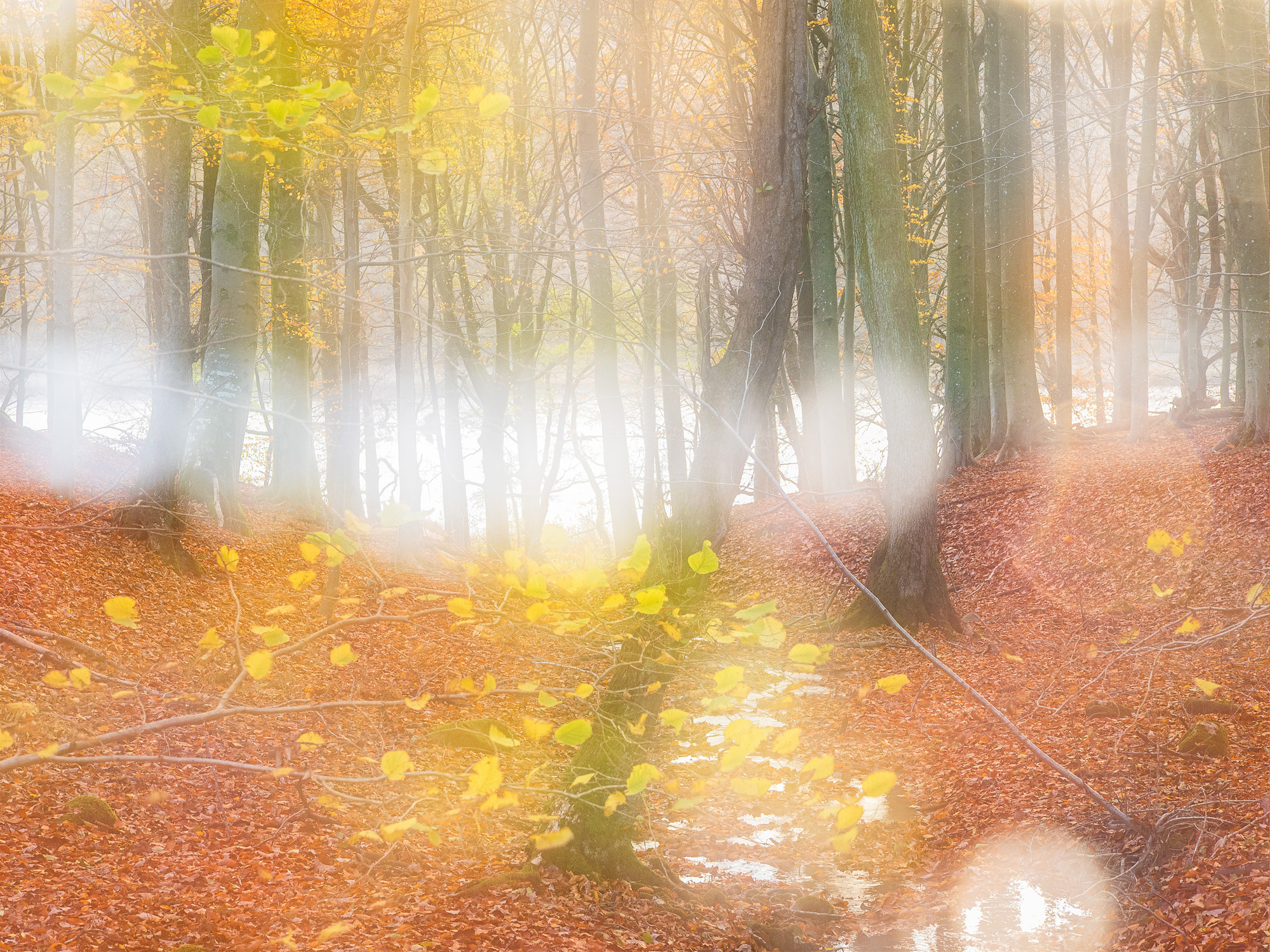 Höst i Rådasjöns naturreservat