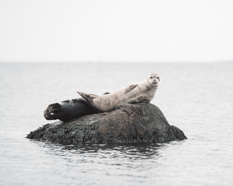 Knubbsäl vid Tylösand, Halland.