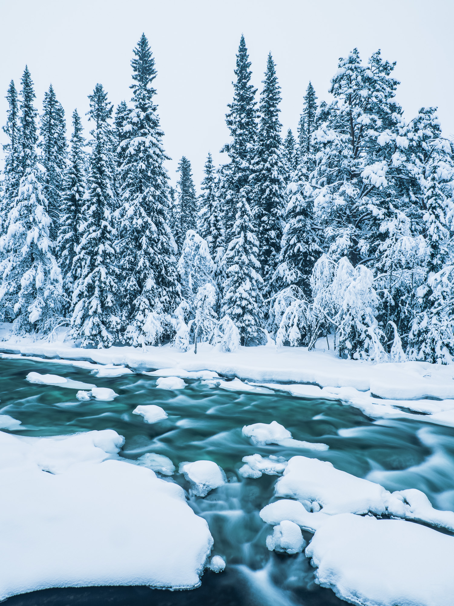 Grövlan, Grövelsjöfjällen, Dalarna.