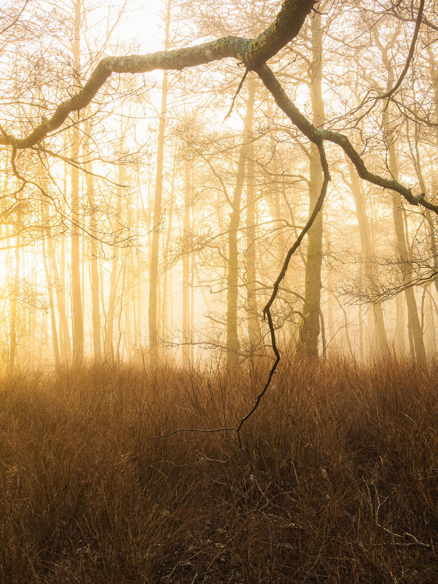 Gunnebo Kulturreservat, Mölndal.