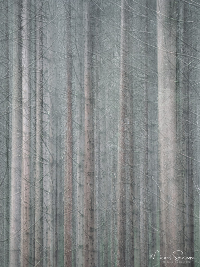 Skog vid Inseros, Mölndal.