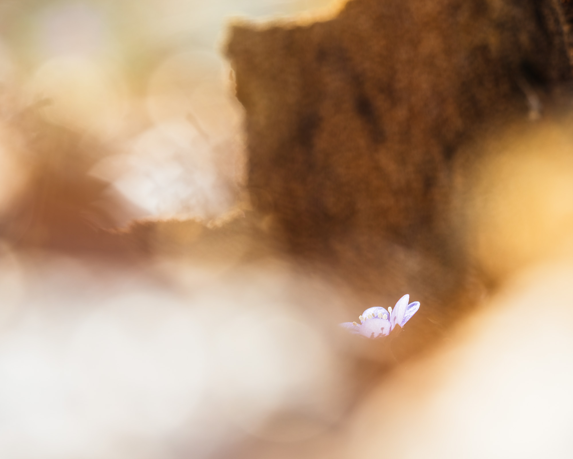 Första blåsippan vid Tjolöholm, Halland.