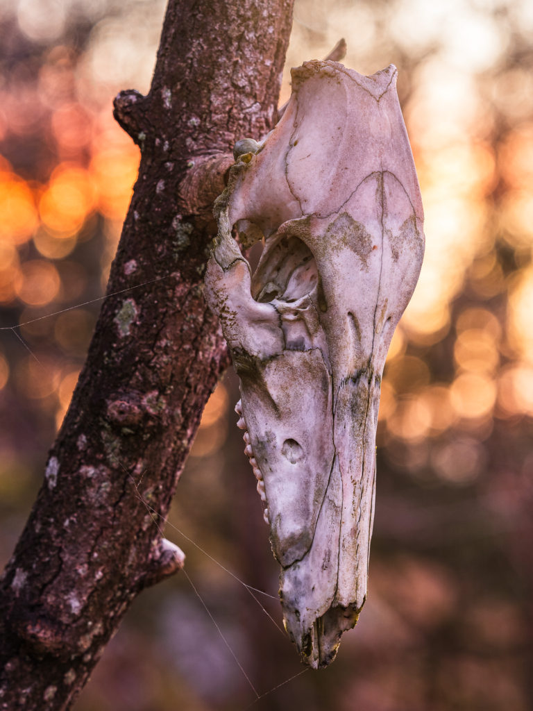 Kranium vid Deleberget, Mölndal.