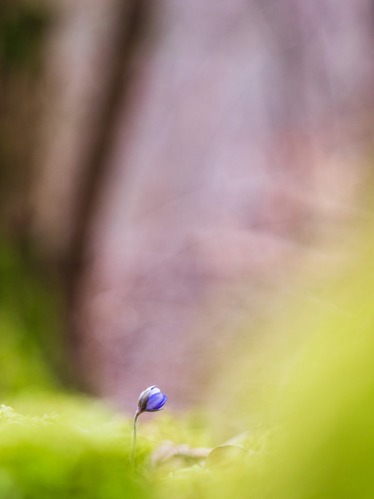 Blåsippa vid Västerberget, Mölndal.