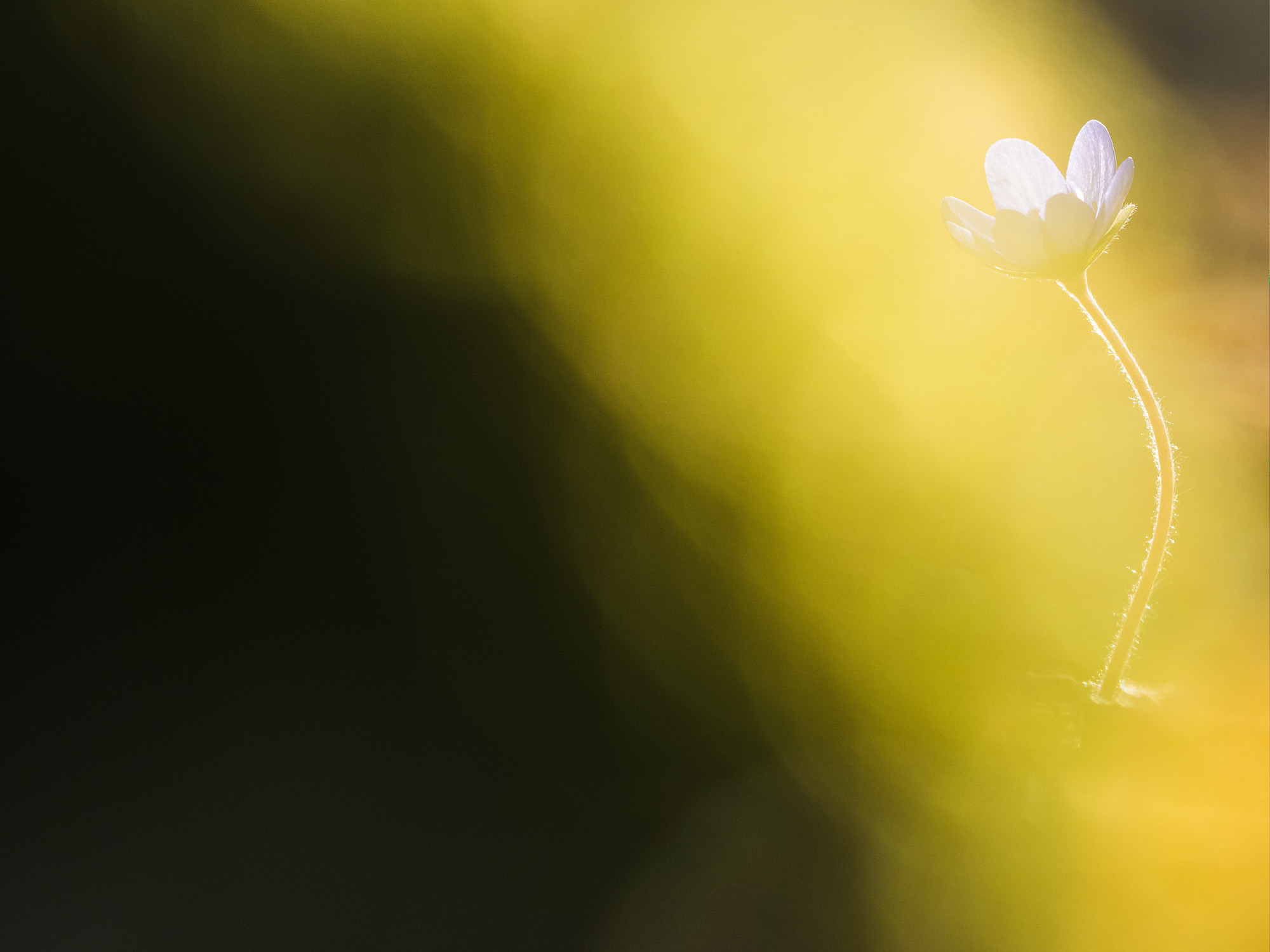 Åtvidsnäs naturreservat, Åtvidaberg