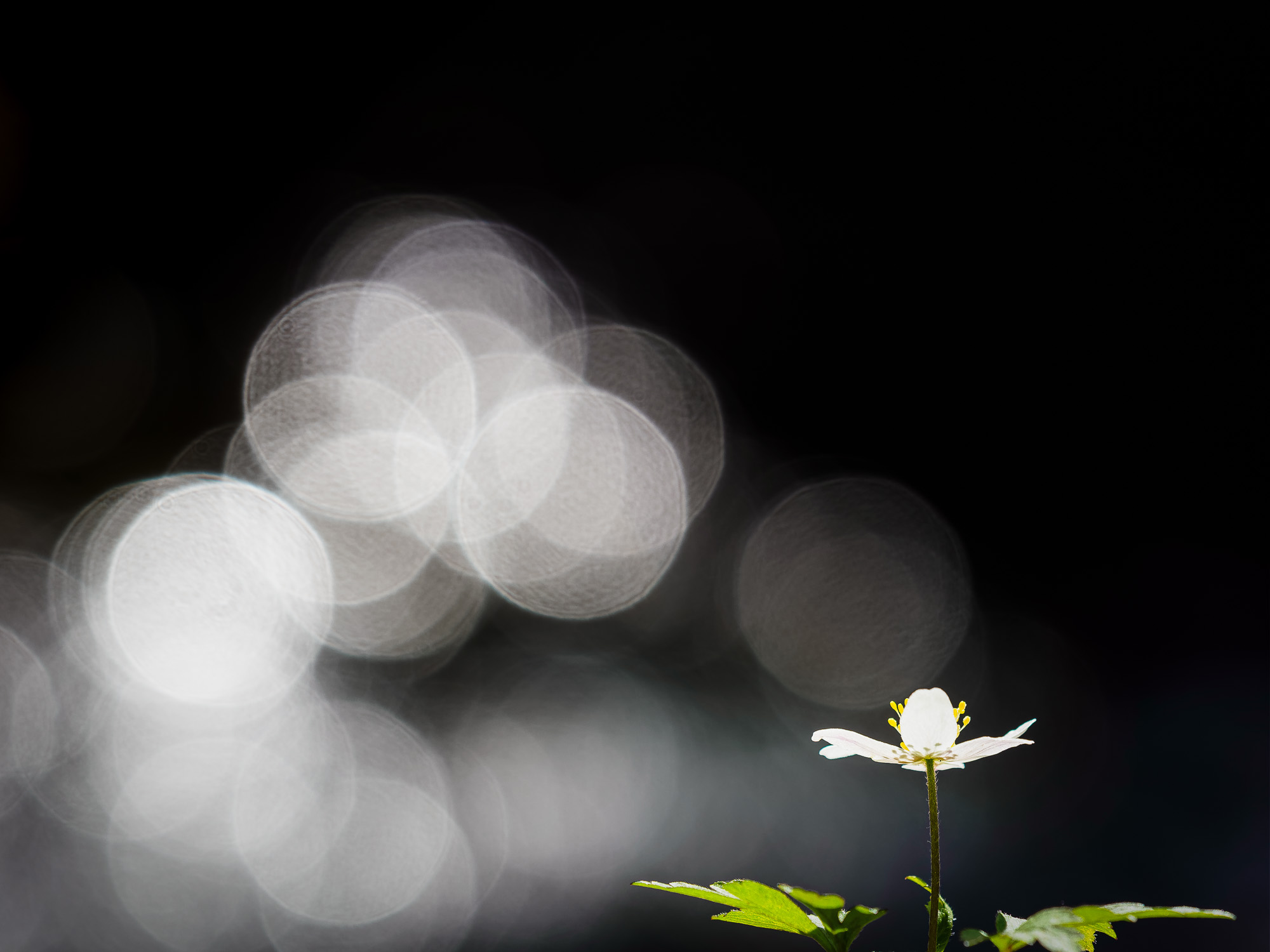 Vitsippa vid Änggårdsbergen, Mölndal