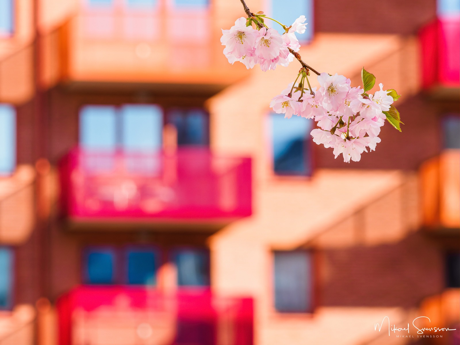 Körsbärsblommor vid Bergmansgatan, Mölndal.