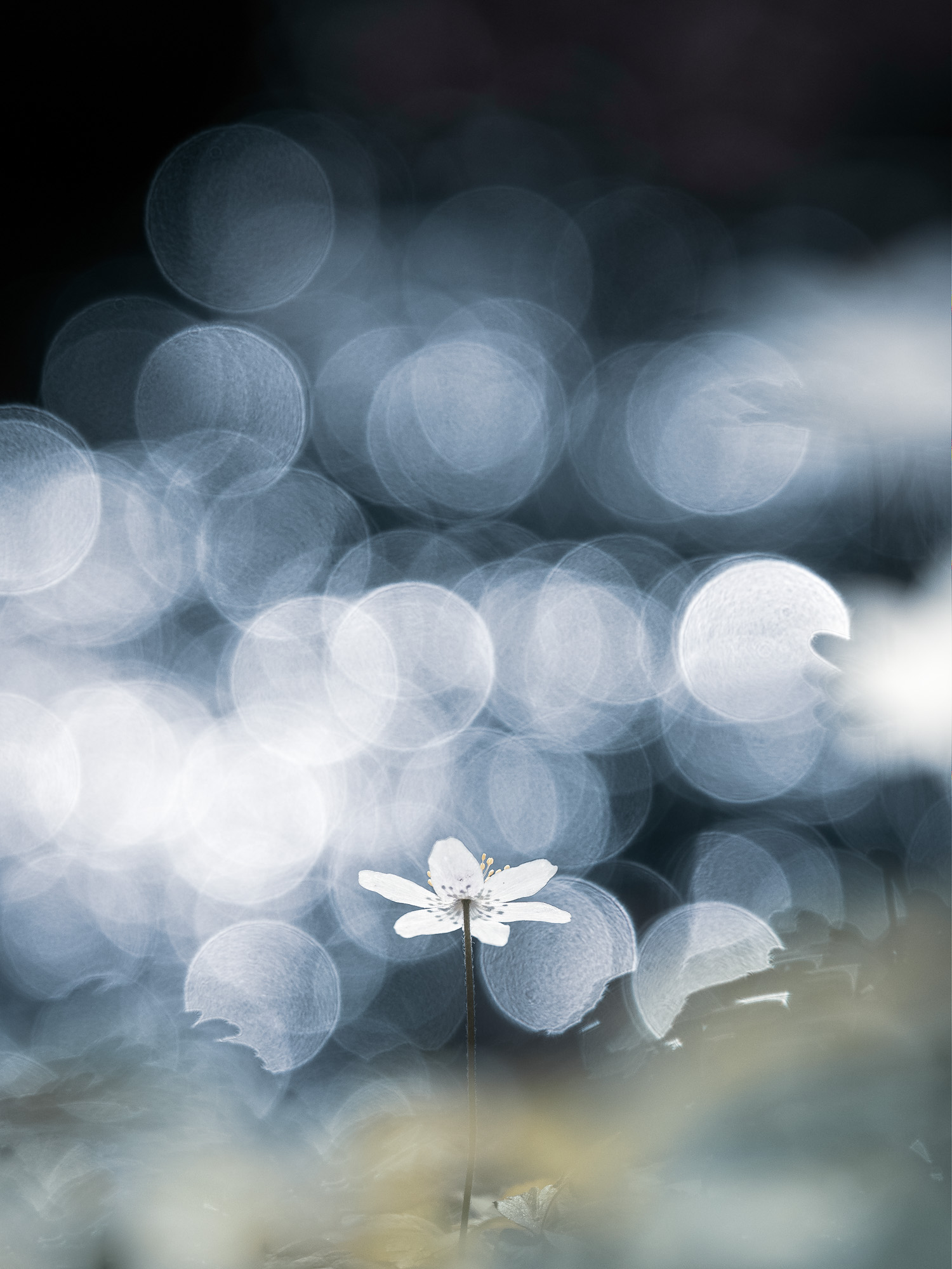 Vitsippa i Änggårdsbergen, Mölndal.