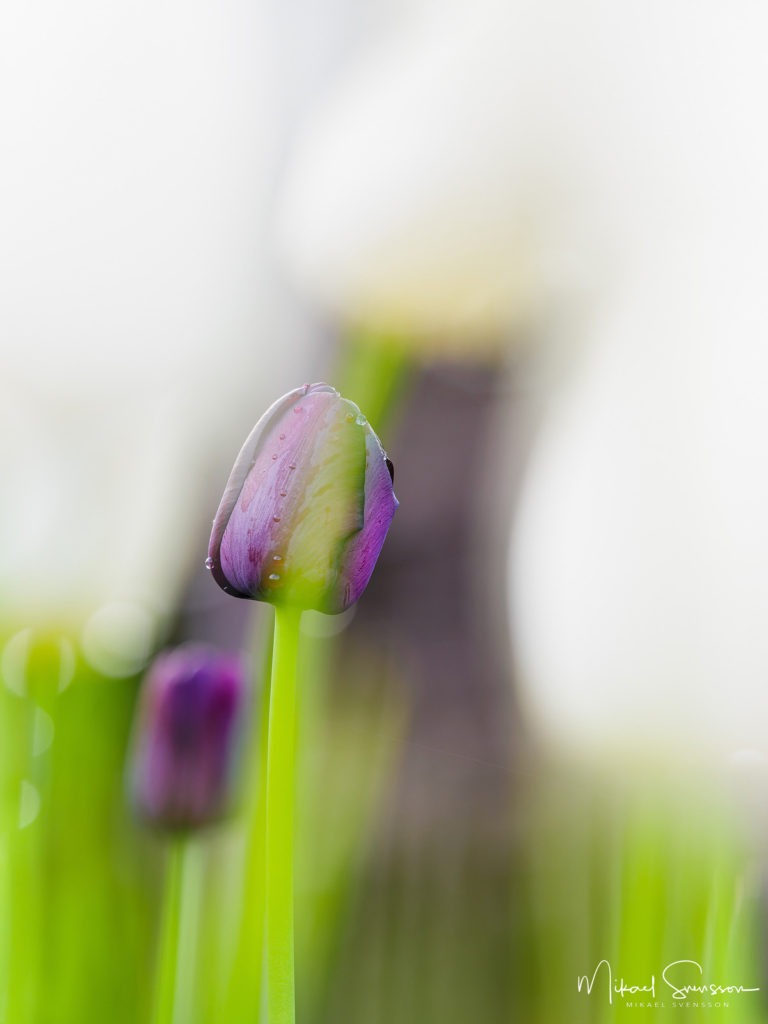 Tulpan vid Gunnebo Slott och Trädgårdar