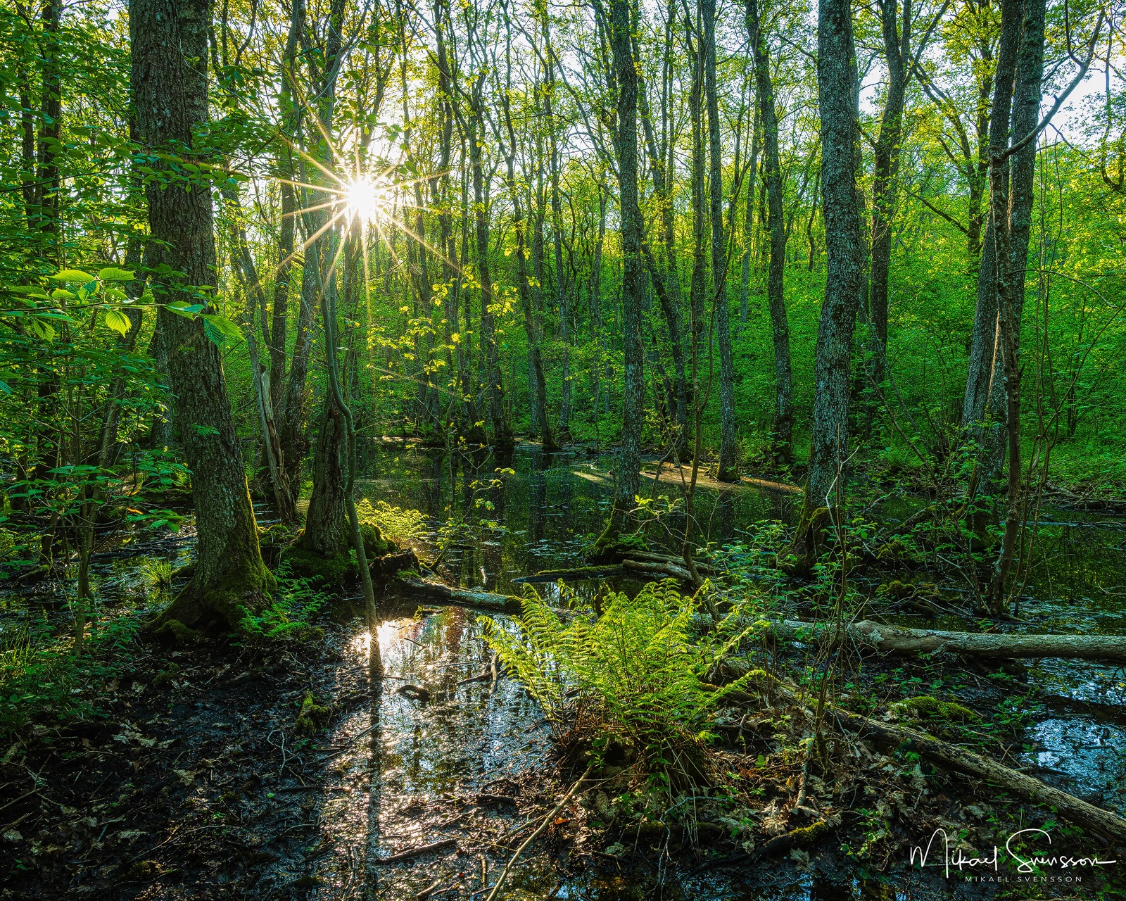 Hördalen naturreservat, Kungsbacka kommun