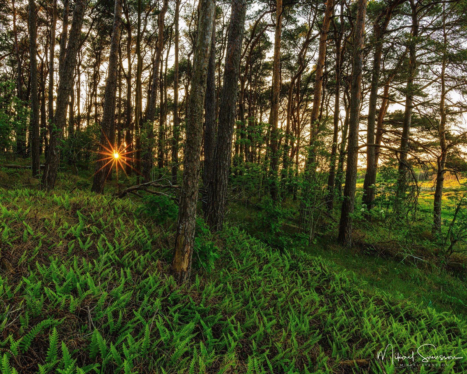 Solnedgång vid Vesslunda Naturreservat, Falkenbergs kommun.