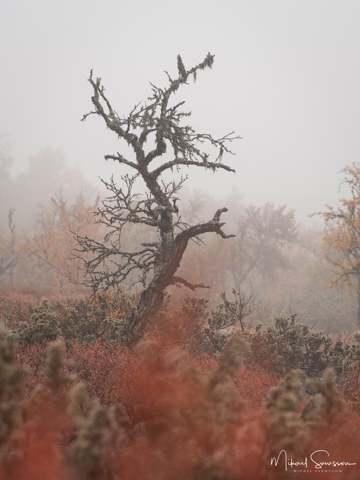 Funäsfjällen, Härjedalen.