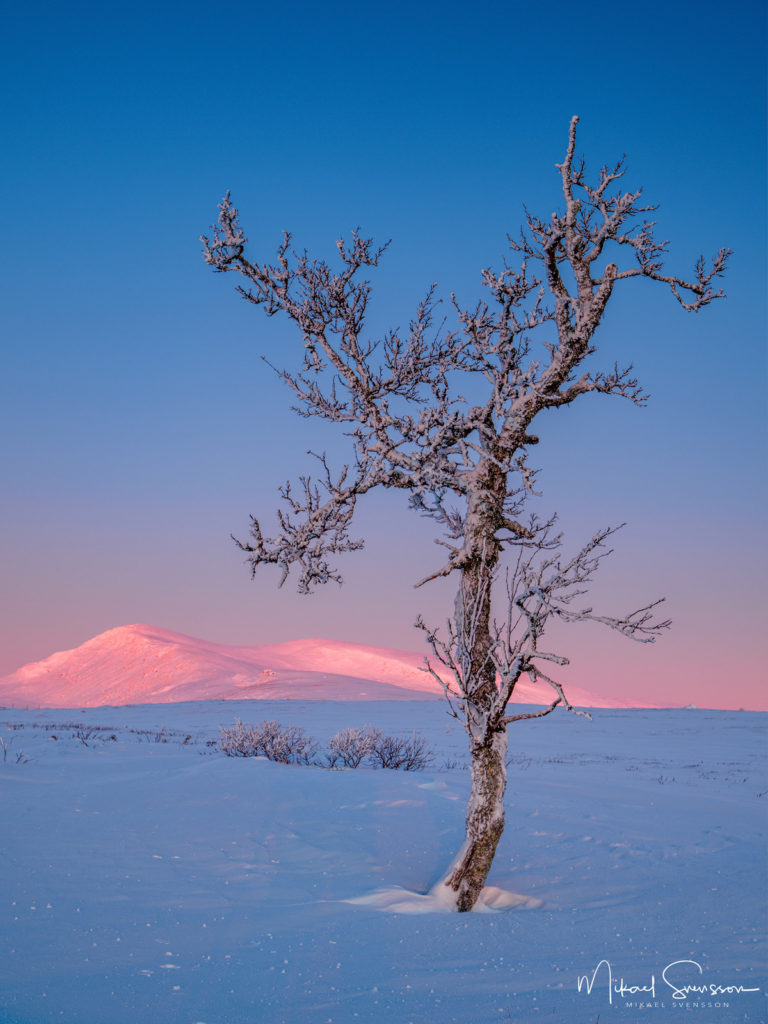 Gryningsljus vid Grövelsjöfjällen.