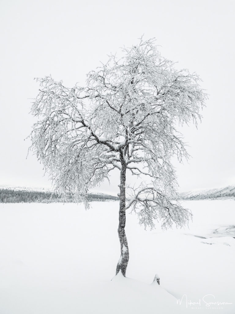 Fjällbjörk vid Grövelsjön