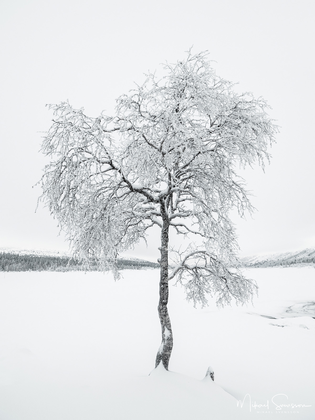 Fjällbjörk vid Grövelsjön