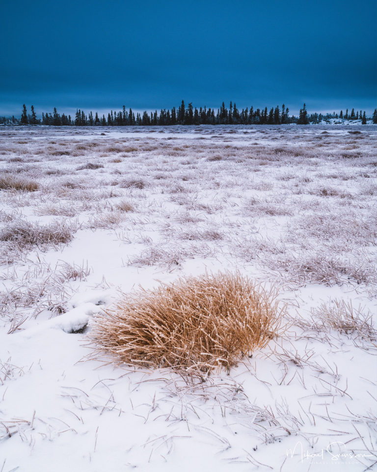 Grästuva på myr. Lofsdalsfjällen, Härjedalen