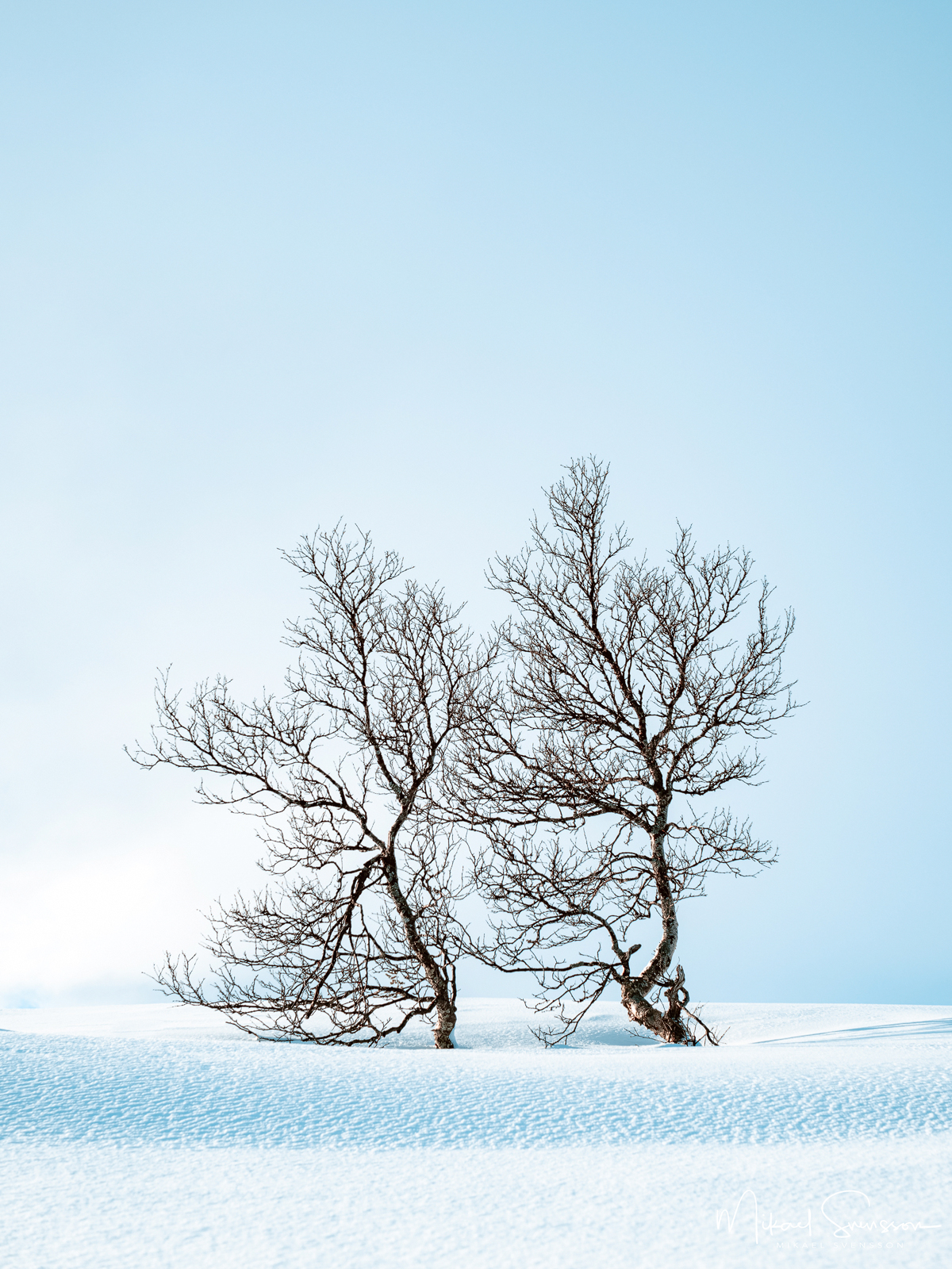 Fjällbjörkar på Valdalsfjellet, Norge.