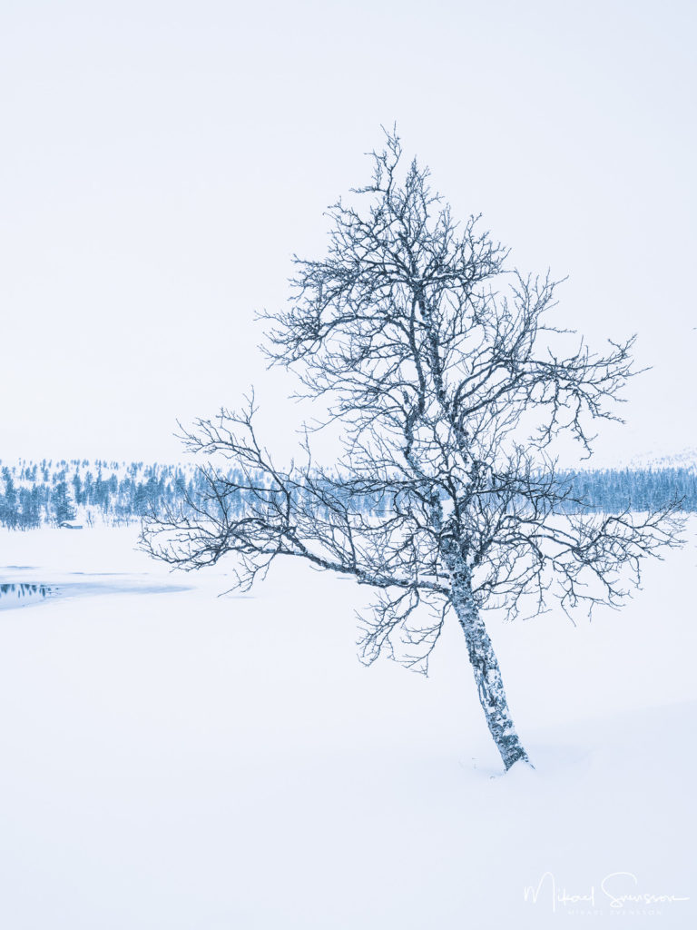 Fjällbjörk vid Grövelsjön