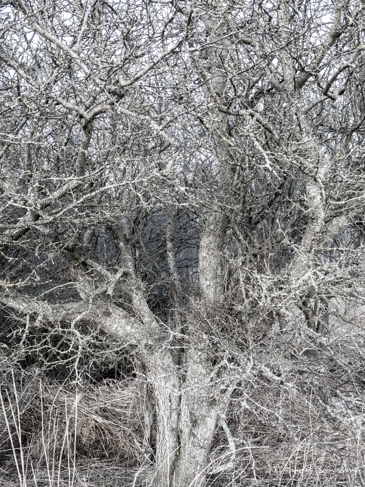 Träd vid Tumlehed, Hisingen.