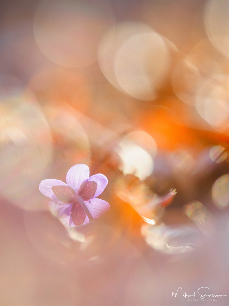Blåsippa vid Tjolöholm, Kungsbacka kommun