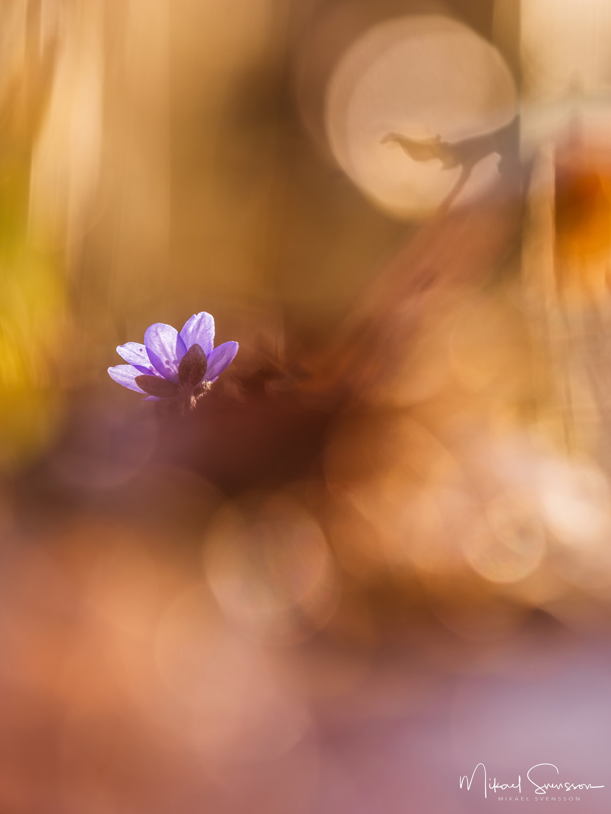 Blåsippa vid Kallhed, Hisingen.