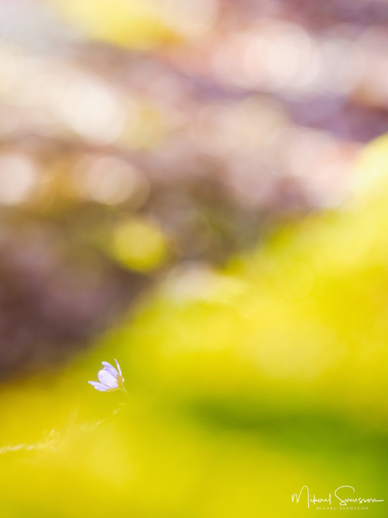 Blåsippa vid Kallhed, Hisingen.