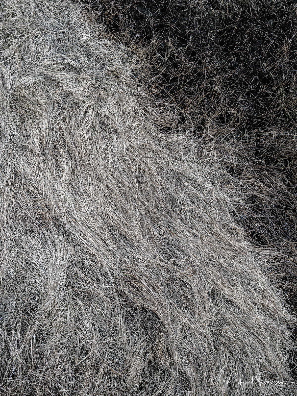 Gräs vid Stegerholmen, Göteborg.