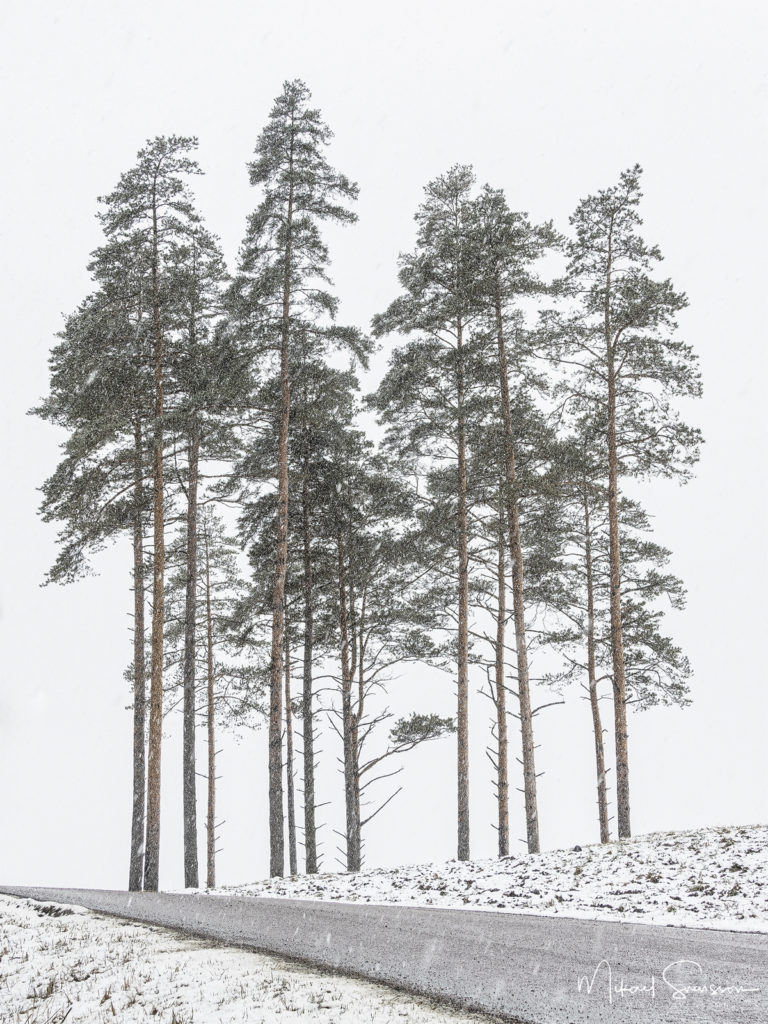 Tallar vid Hills, Mölndal