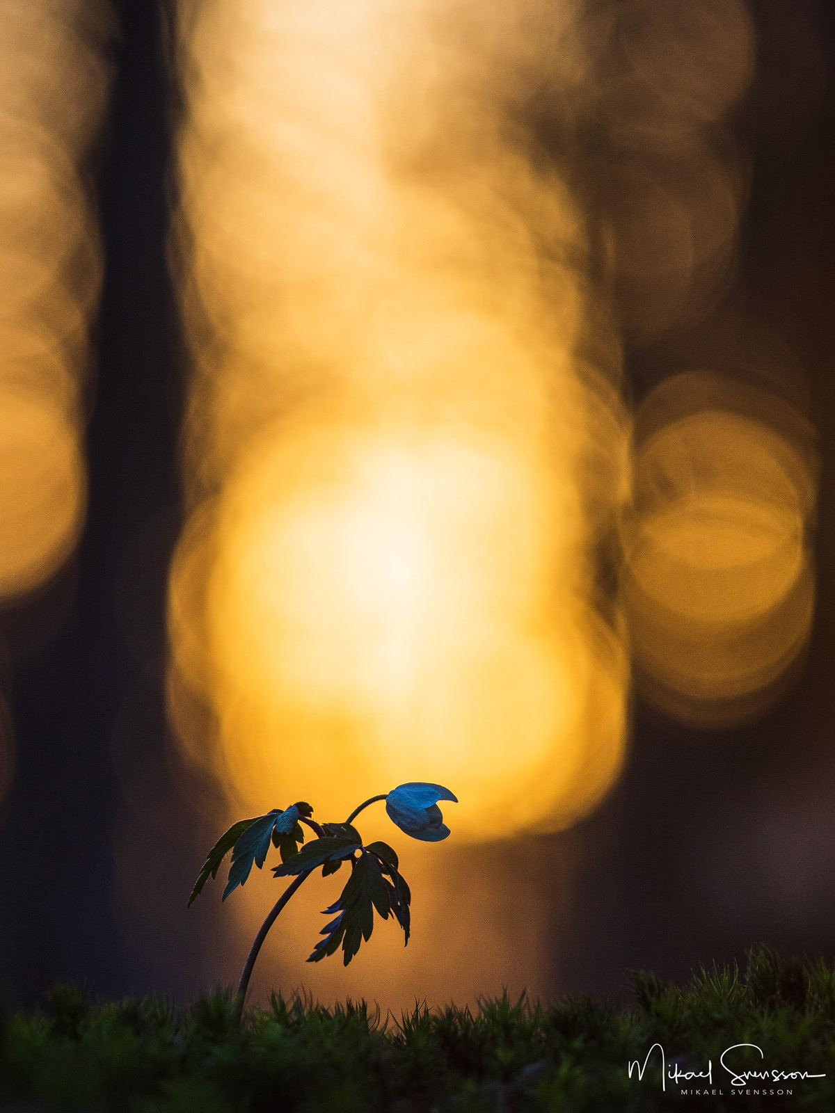 Vitsippa i solnedgång