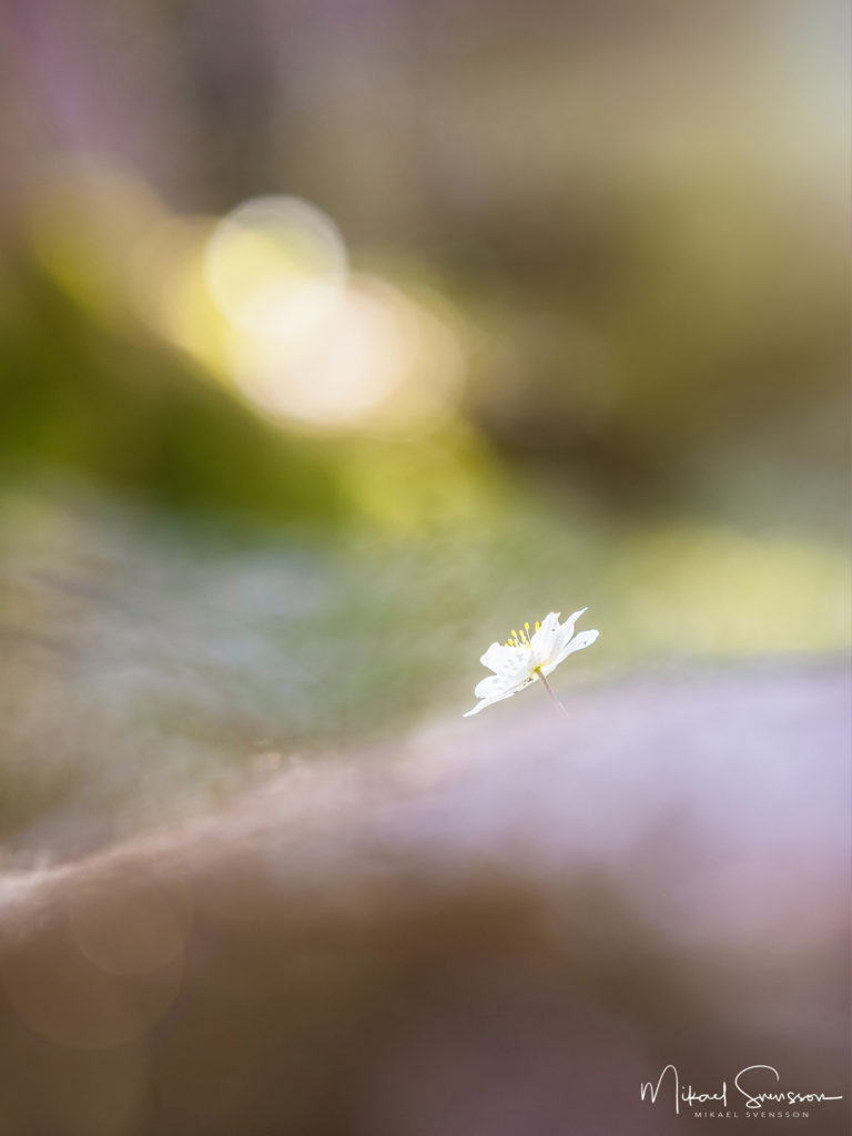 Vitsippa vid Larsered