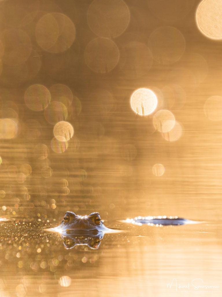 Groda vid Klare Mosse, Hisingen.