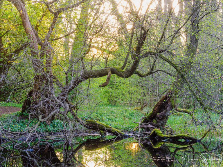 Rya skog Naturreservat, Hisingen.