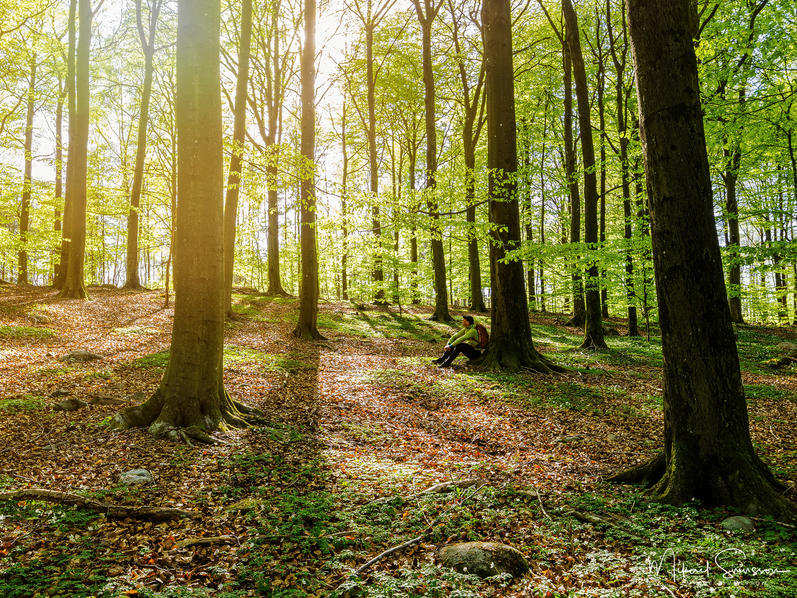 Bokskog i Ellesbo, Hisingen