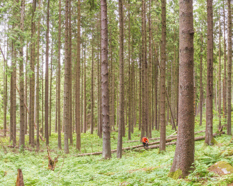 Vandrare vid Fridhems gammelskog, Hisingen.