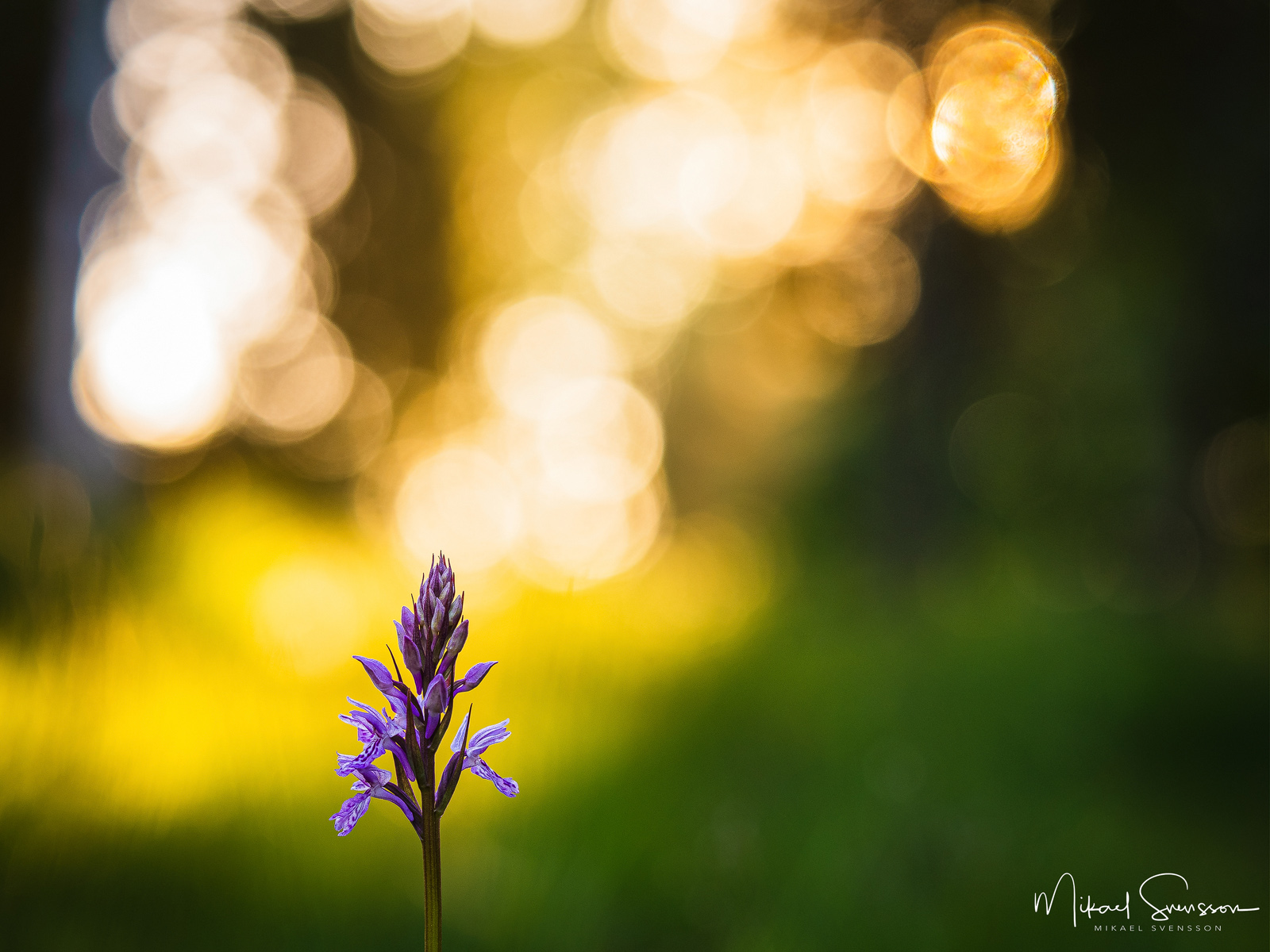 Jungfru Marie nycklar i Sillvik naturreservat
