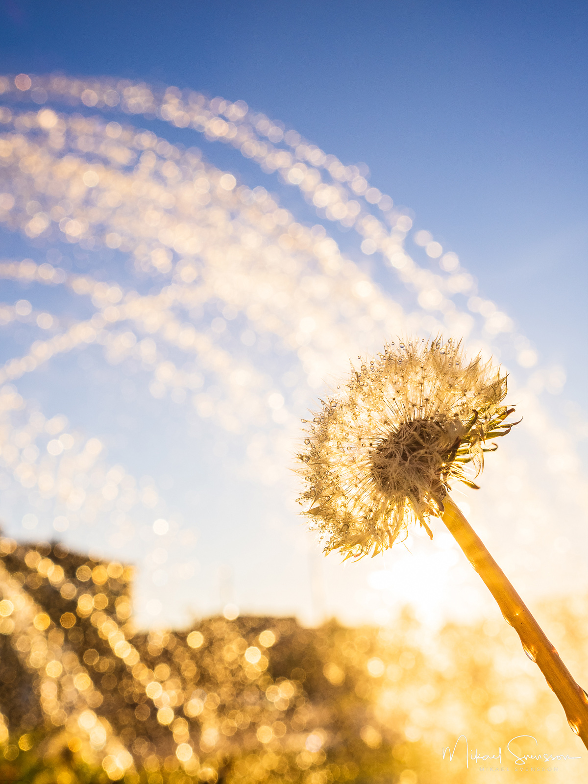 Maskros framför sprutande fontän, Mölndal centrum.