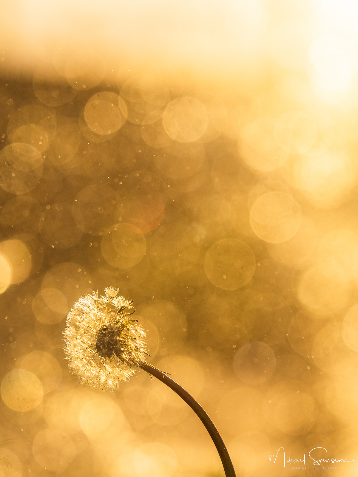 Maskros framför vattenfontänen i Mölndal