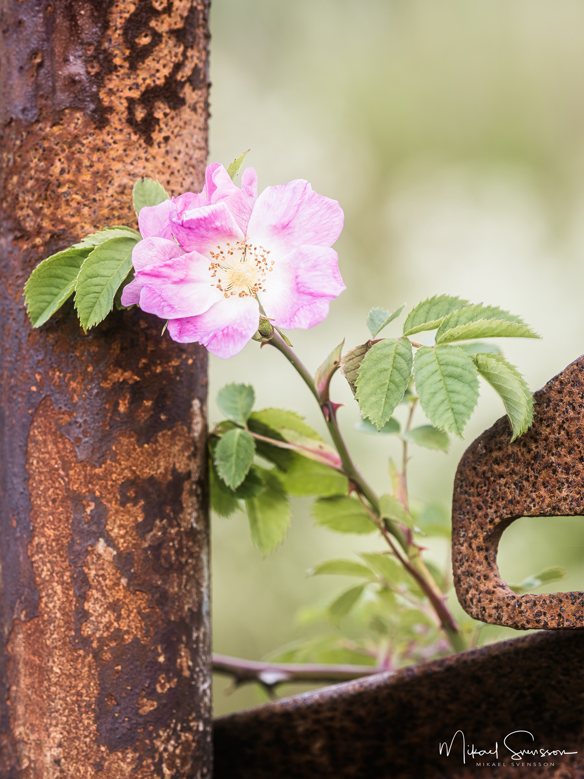 Nyponsros vid rostig grind. Torslanda lagun, Hisingen.