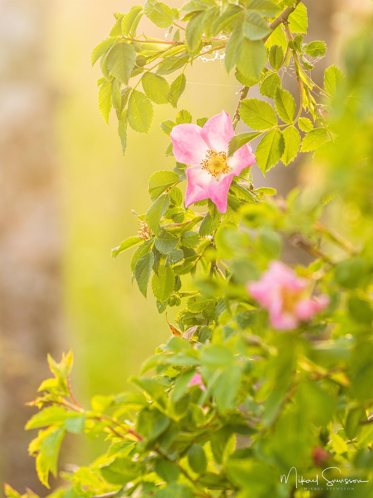 Nyponsros vid Torslandaviken, Hisingen.