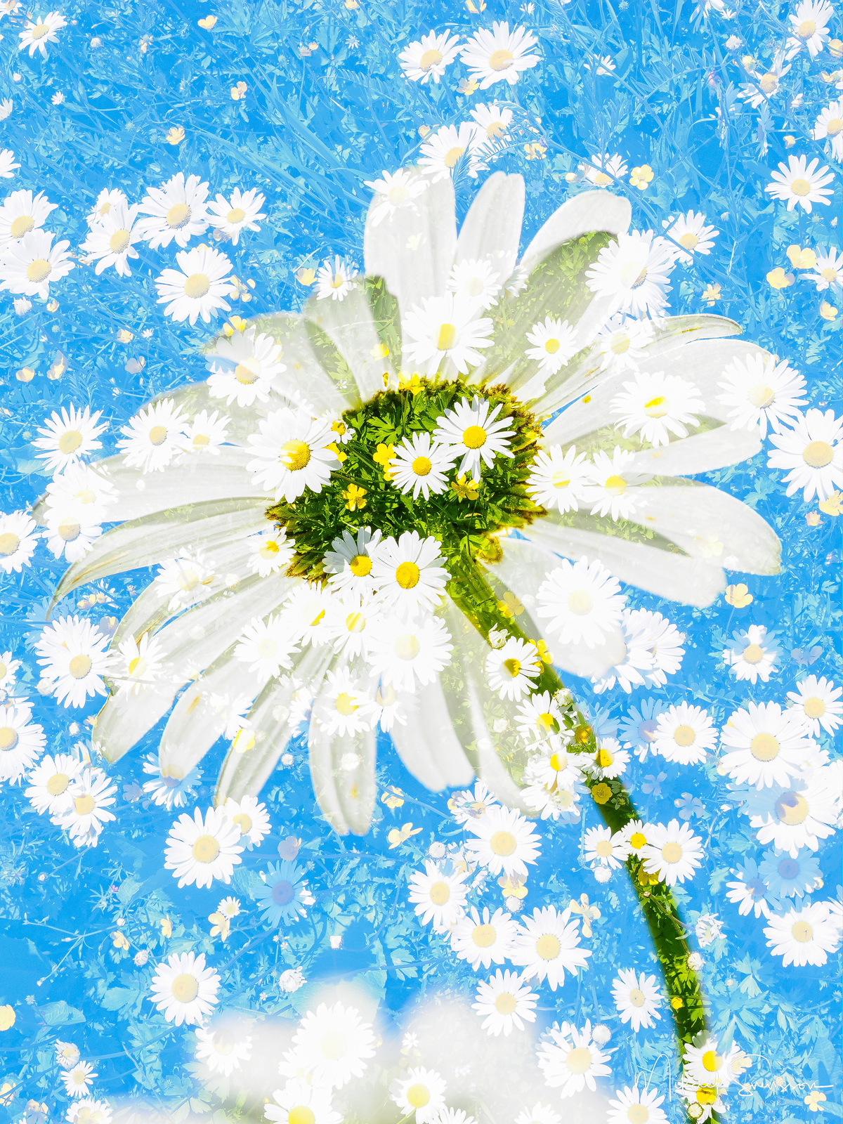 Dubbelexponering av prästkrage