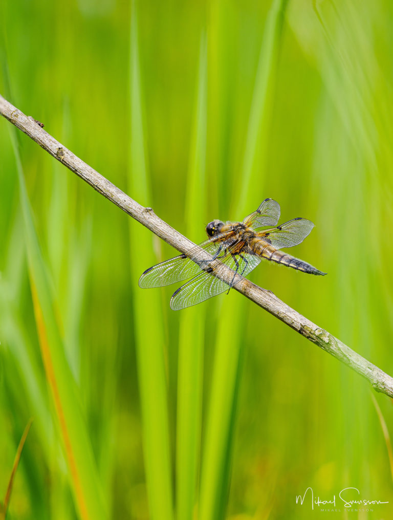 Trollslända vid Klare mosse, Hisingen
