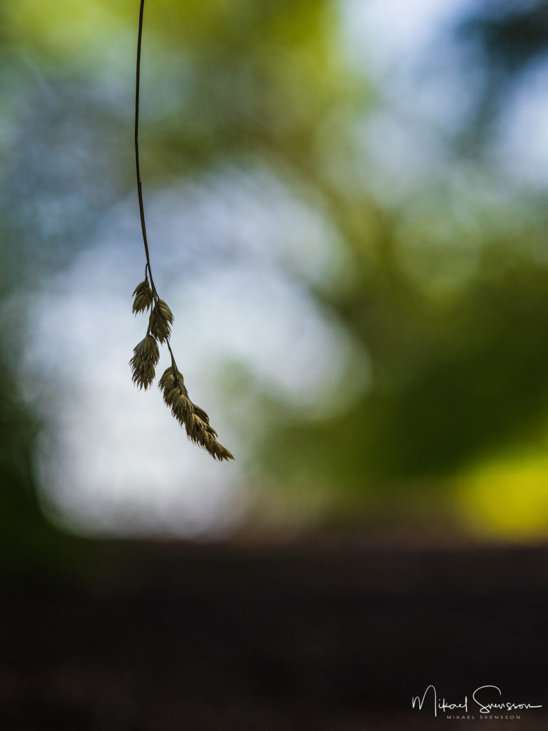 Strå upp å ner nedanför Väderutsikten, Hisingen.
